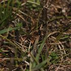 Die Gemeine Erd- oder Sandbiene (Andrena flavipes) ...