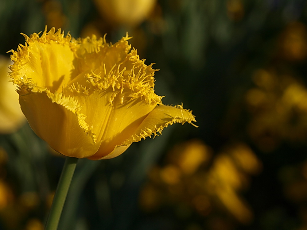 Die gemeine Fransen-Tulpe