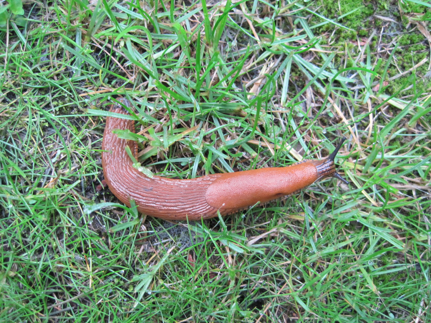 Die gemeine Gartenschnecke