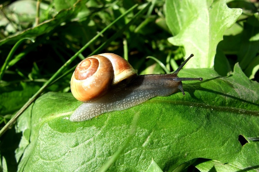 Die gemeine Gartenschnecke