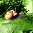 Die gemeine Gartenschnecke