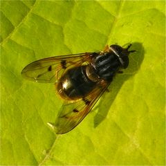 Die Gemeine Goldschwebfliege mit dem schönen lateinischen Namen Ferdinandea cuprea