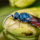 Die gemeine Goldwespe oder Feuer-Goldwespe (Chrysis ignita)