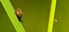 Die Gemeine Haarschnecke (Trochulus hispidus) und Halmfliege