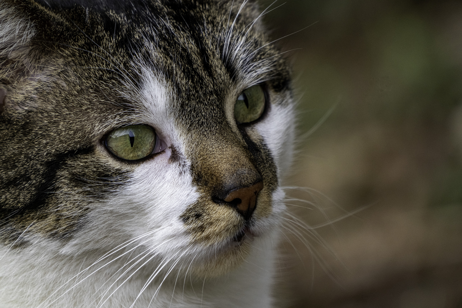 Die gemeine Hauskatze (felis catus)