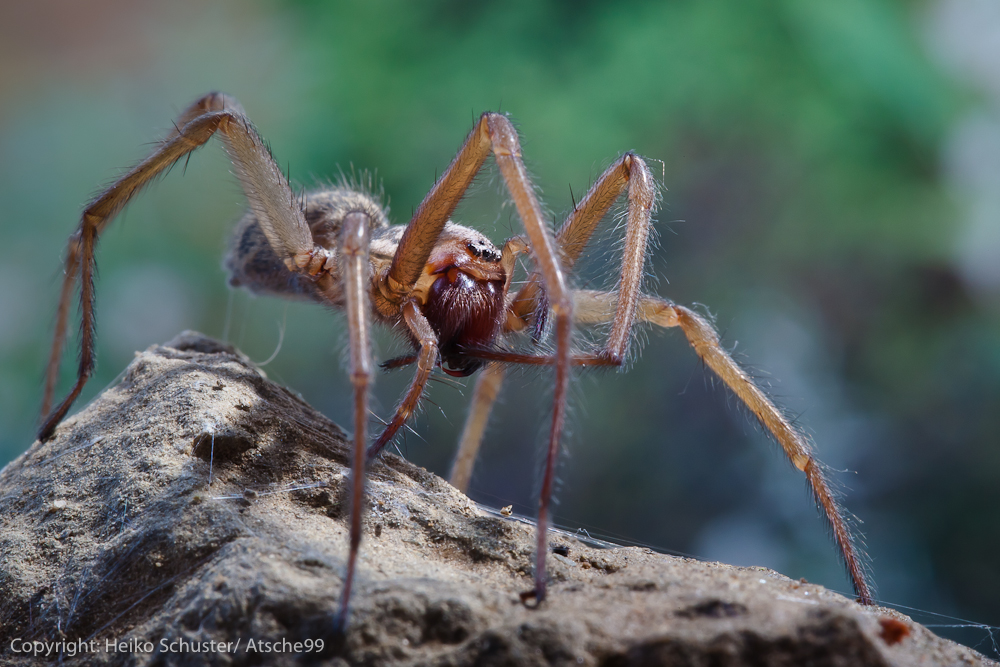 Die gemeine Hausspinne 1