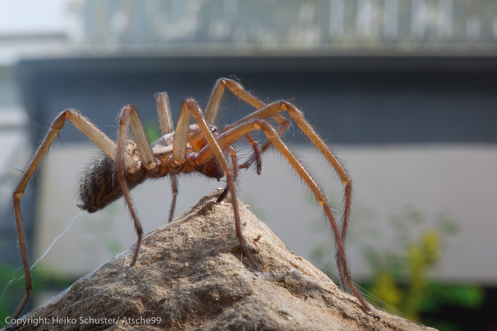 Die gemeine Hausspinne 3 (gleich bin ich drinn)