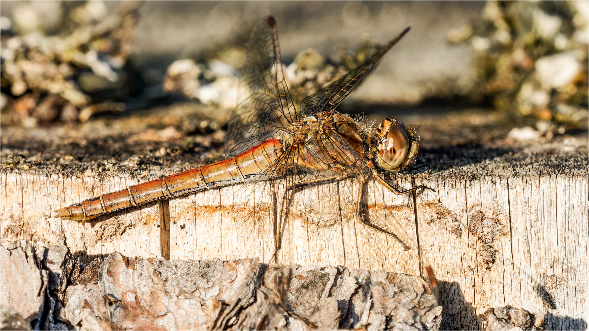 die Gemeine Heidelibelle (Sympetrum vulgatum)  ..... 