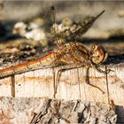 die Gemeine Heidelibelle (Sympetrum vulgatum)  ..... 