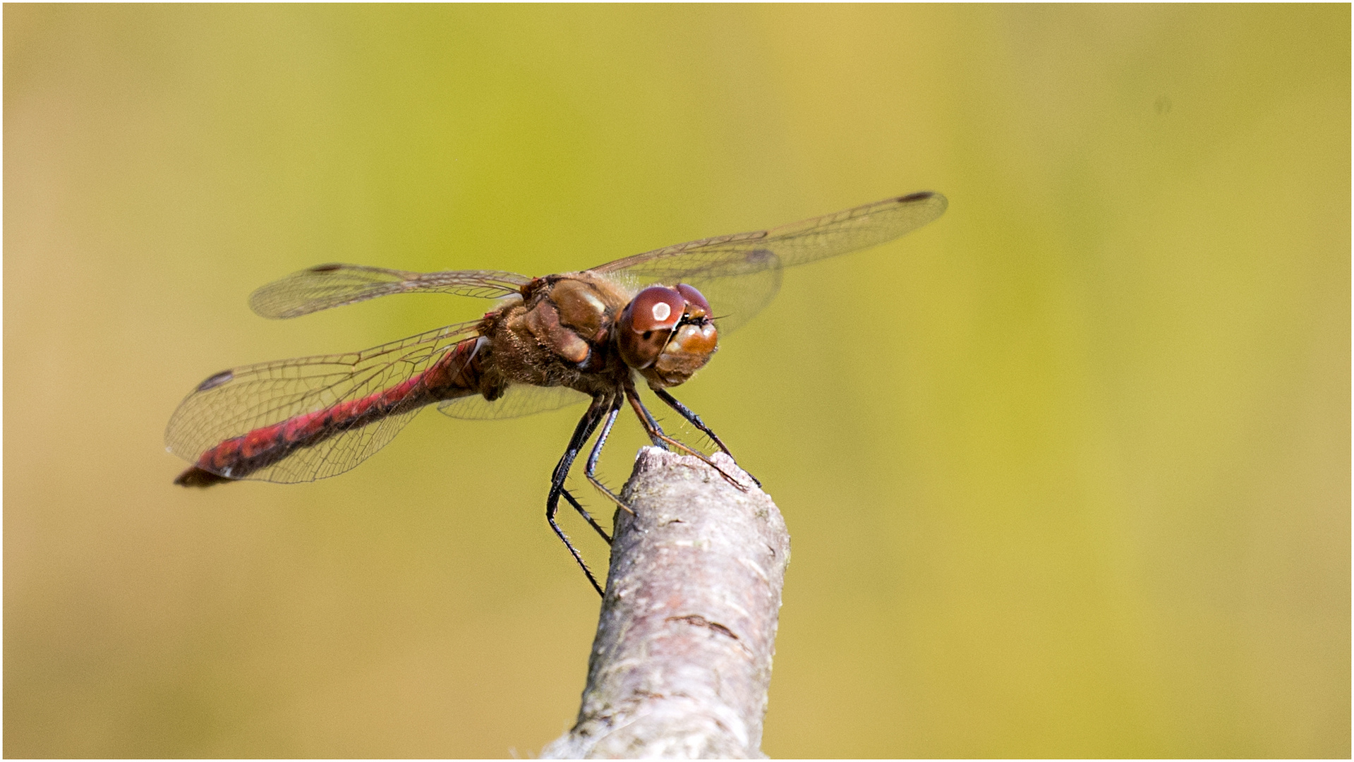 die Gemeine Heidelibelle - Sympetrum vulgatum - .....