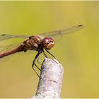 die Gemeine Heidelibelle - Sympetrum vulgatum - .....