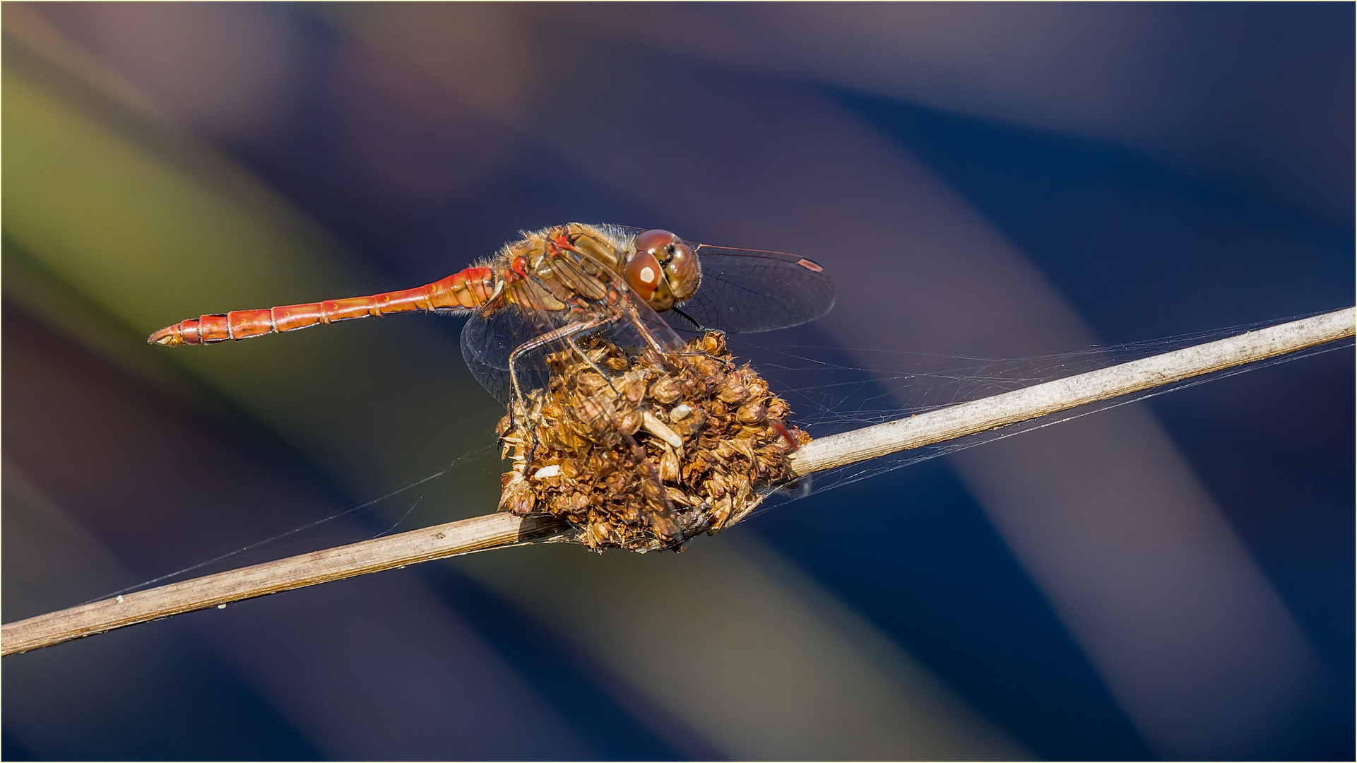 die Gemeine Heidelibelle - Sympetrum vulgatum - .....