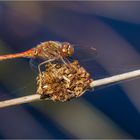 die Gemeine Heidelibelle - Sympetrum vulgatum - .....