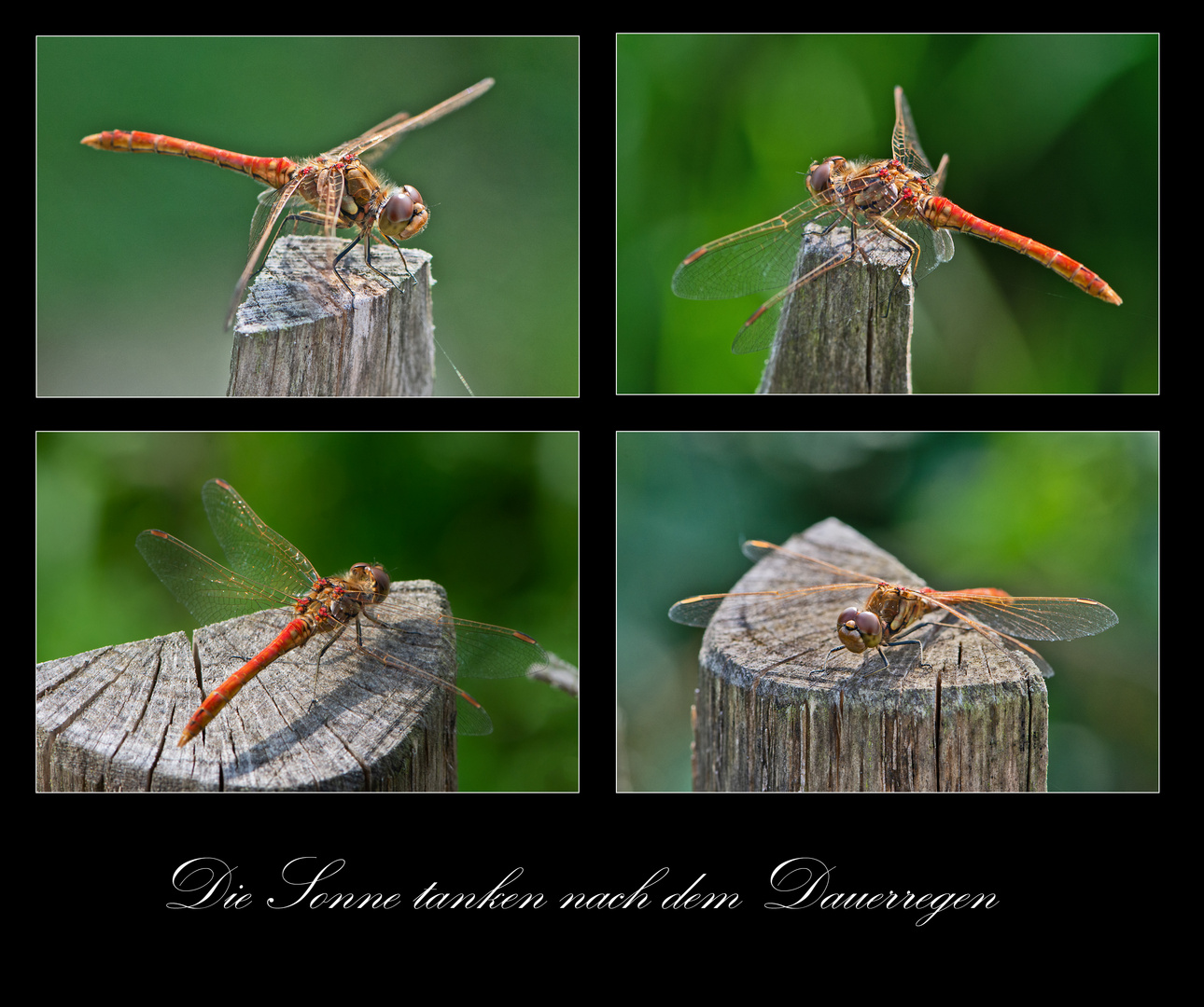 Die Gemeine Heidelibelle (Sympetrum vulgatum) . . .