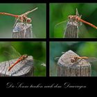 Die Gemeine Heidelibelle (Sympetrum vulgatum) . . .