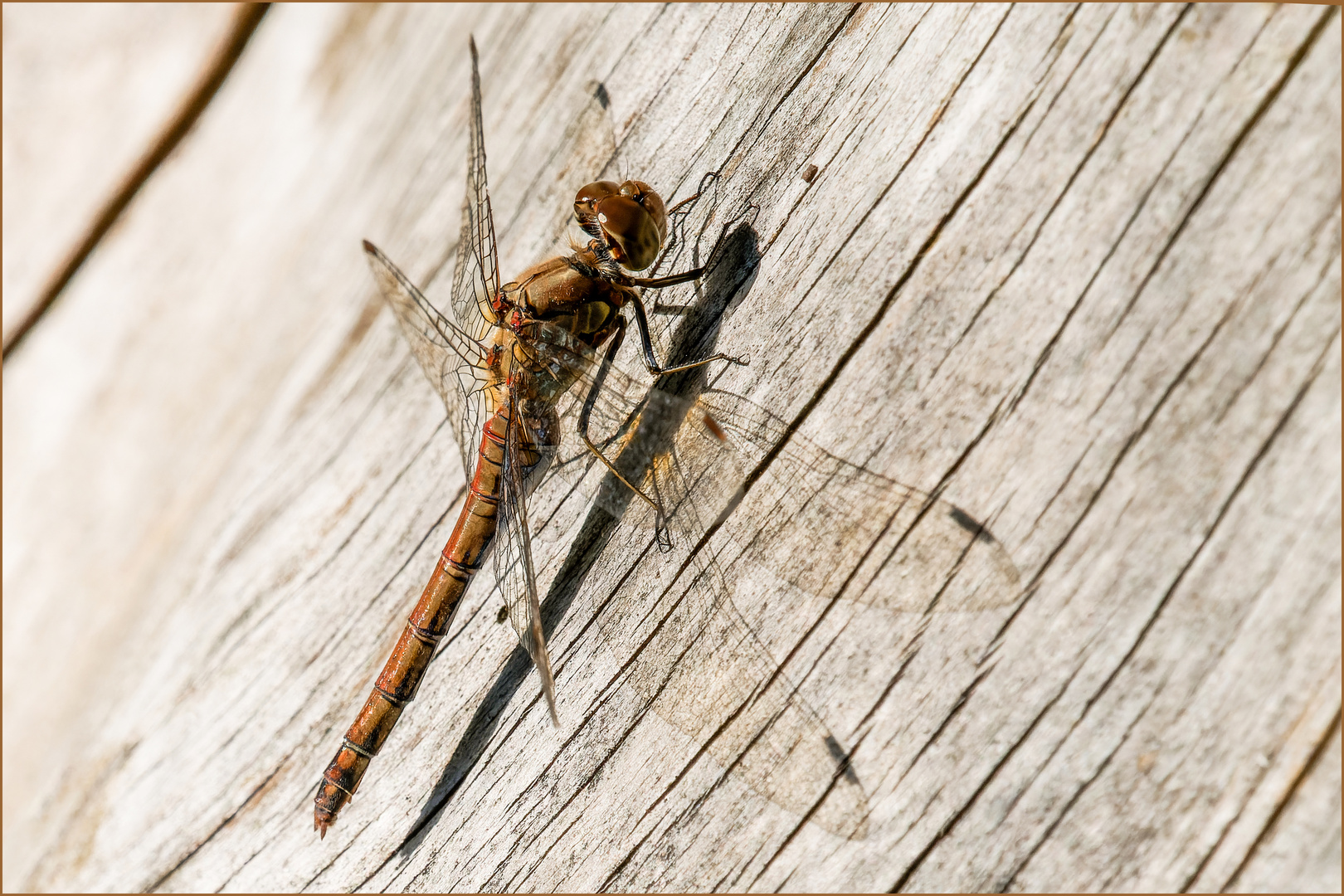 die Gemeine Heidelibelle - Sympetrum vulgatum -  sonnend am Baumstumpen..... 