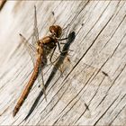 die Gemeine Heidelibelle - Sympetrum vulgatum -  sonnend am Baumstumpen..... 