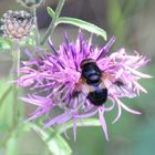 die Gemeine Hummel-Schwebfliege (Volucella pellucens)