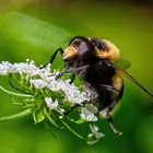 Die Gemeine Hummel-Waldschwebfliege