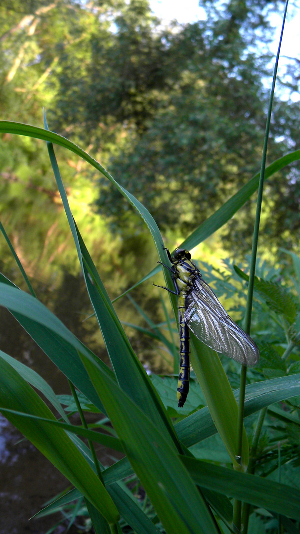 Die Gemeine Keiljungfer (Gomphus vulgatissimus) in ihrer Schlupfumgebung . . .