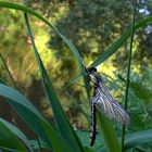 Die Gemeine Keiljungfer (Gomphus vulgatissimus) in ihrer Schlupfumgebung . . .