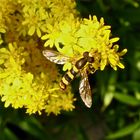 Die Gemeine Langbauchschwebfliege (Sphaerophoria scripta)