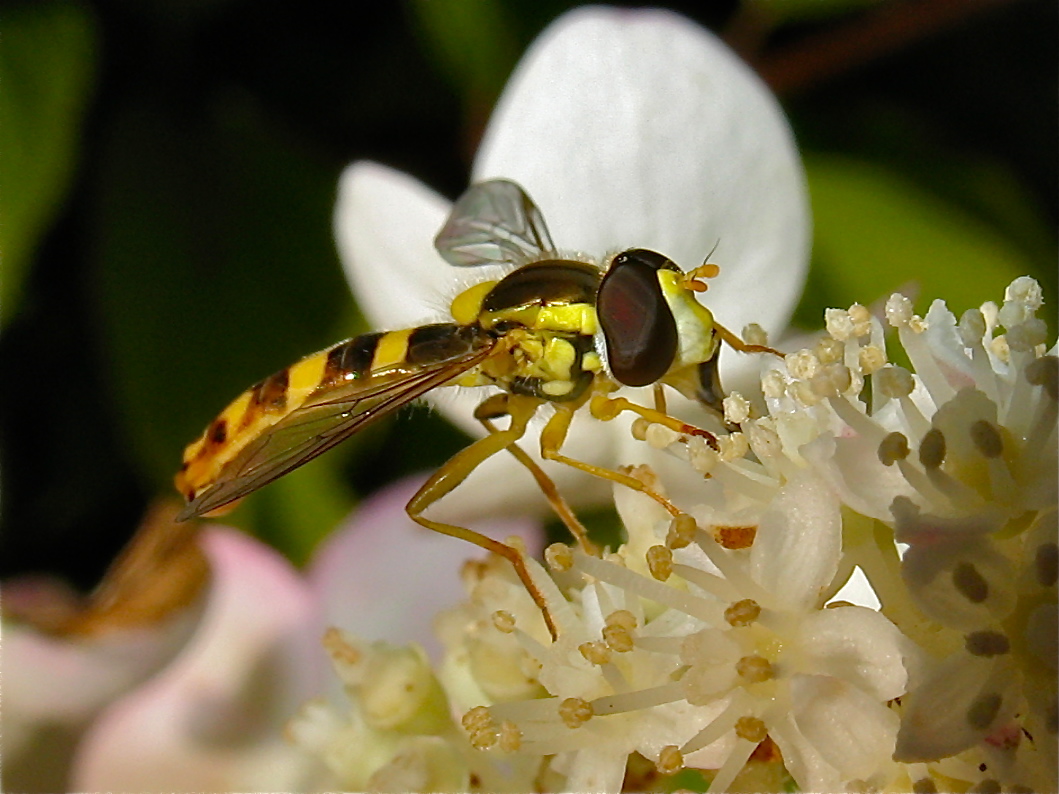 Die Gemeine Langbauchschwebfliege (Sphaerophoria scripta), ein Männchen