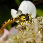 Die Gemeine Langbauchschwebfliege (Sphaerophoria scripta), ein Männchen