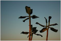 Die gemeine norddeutsche Holzpalme im Licht der Abendsonne