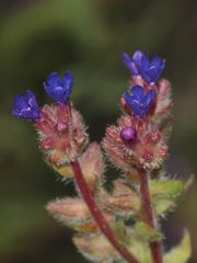 Die Gemeine Ochsenzunge (Anchusa officinalis) - ein Farbwunder!