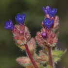 Die Gemeine Ochsenzunge (Anchusa officinalis) - ein Farbwunder!