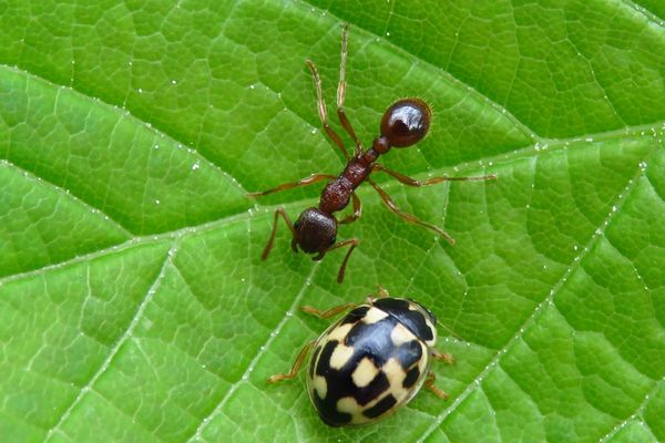 Die Gemeine Rasenameise