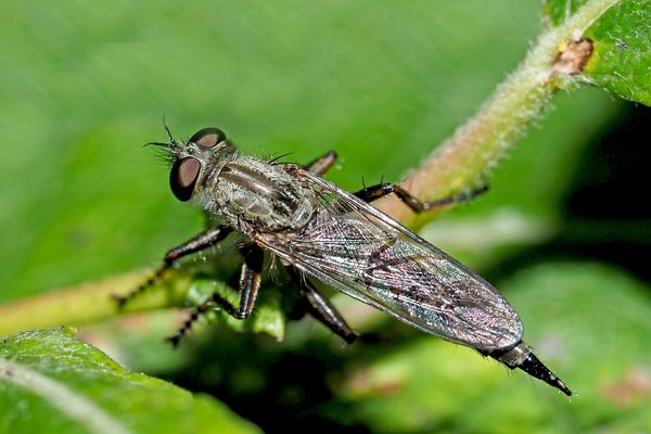 Die Gemeine Raubliege hat für mich einen Augenblick stillgehalten ...