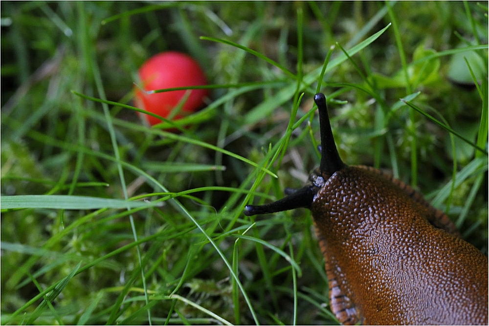 Die gemeine Rennschnecke . . .