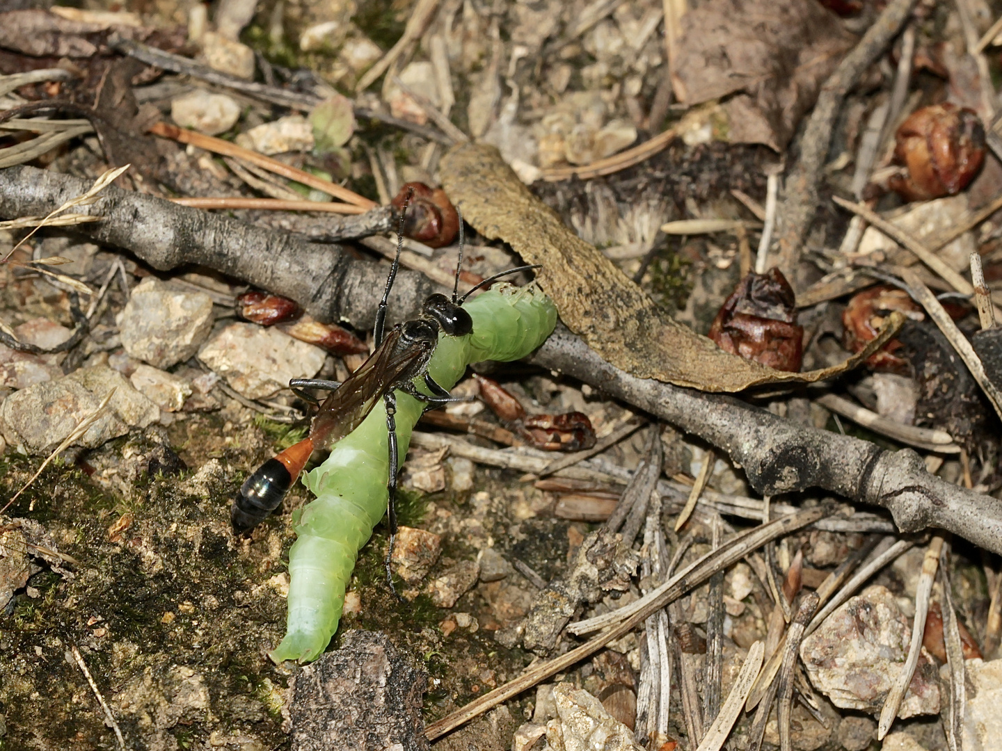 Die Gemeine Sandwespe (Ammophila sabulosa) ...