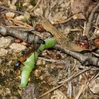 Die Gemeine Sandwespe (Ammophila sabulosa) ...