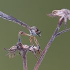 Die gemeine Schlankfliege 