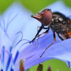 Die  Gemeine Schnauzenschwebfliege