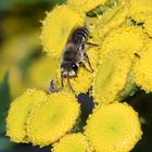 Die Gemeine Seidenbiene (Colletes daviesanus) I