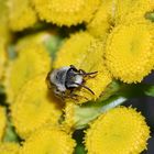 Die Gemeine Seidenbiene (Colletes daviesanus) III