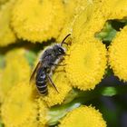 Die Gemeine Seidenbiene (Colletes daviesanus) IV