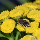 Die Gemeine Seidenbiene (Colletes daviesanus) V