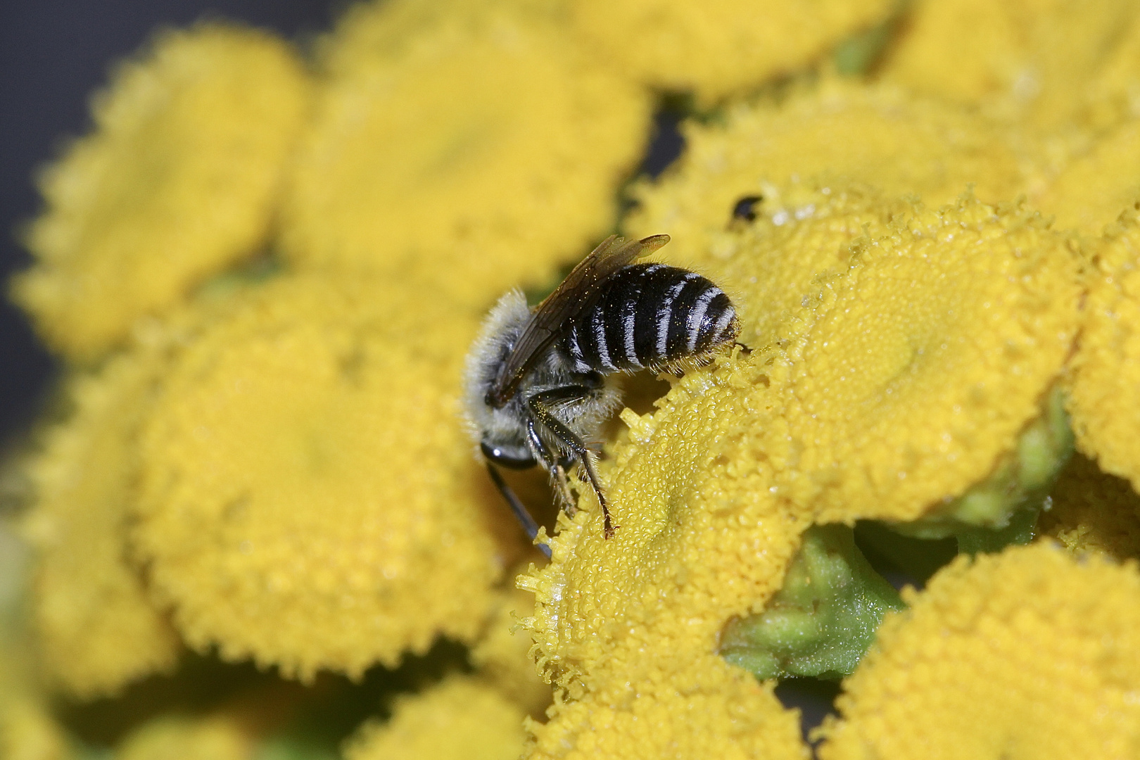 Die Gemeine Seidenbiene (Colletes daviesanus) VI