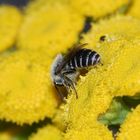 Die Gemeine Seidenbiene (Colletes daviesanus) VI