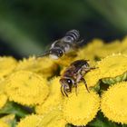 Die Gemeine Seidenbiene (Colletes daviesanus) VII