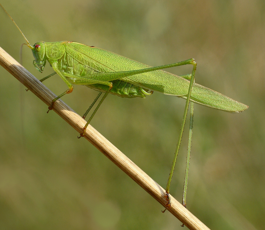 Die Gemeine Sichelschrecke....... (Phaneroptera falcata)