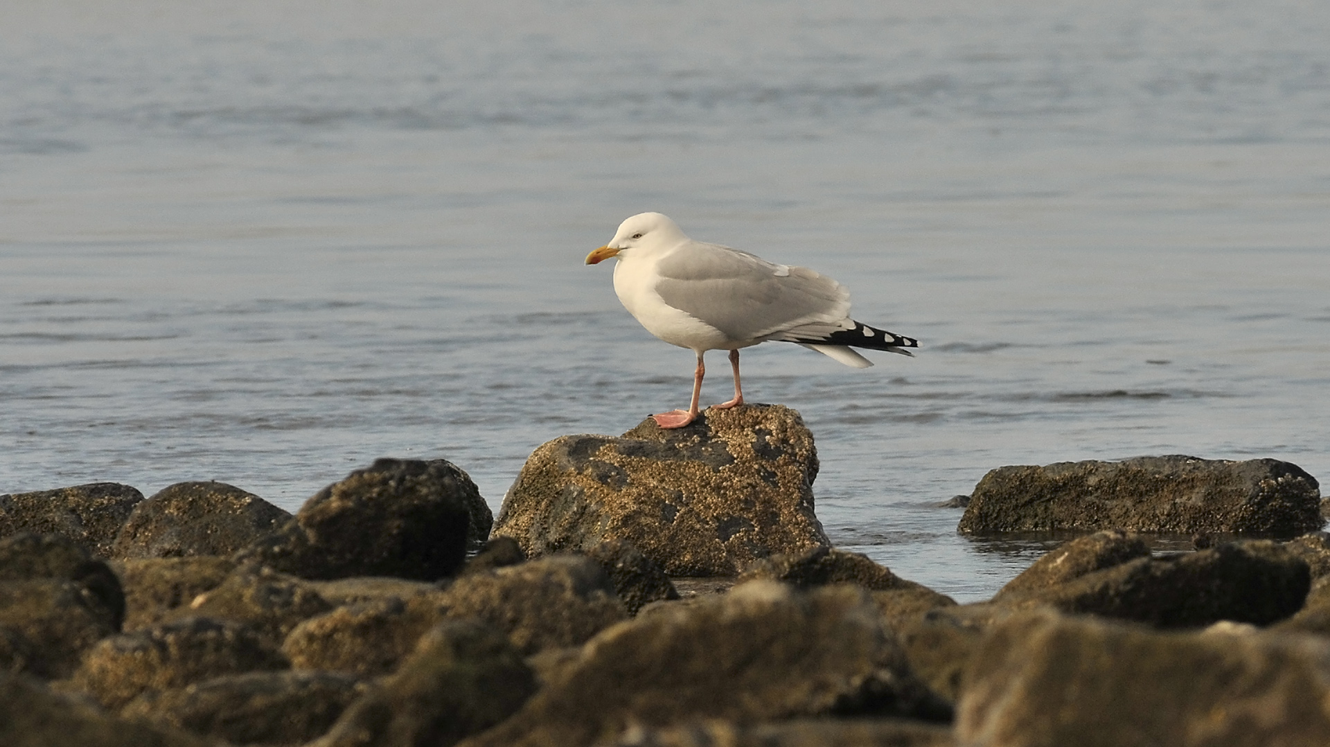 Die 'gemeine' Silbermöve ist natürlich auch immer auf Borkum zu finden :-)