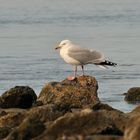 Die 'gemeine' Silbermöve ist natürlich auch immer auf Borkum zu finden :-)