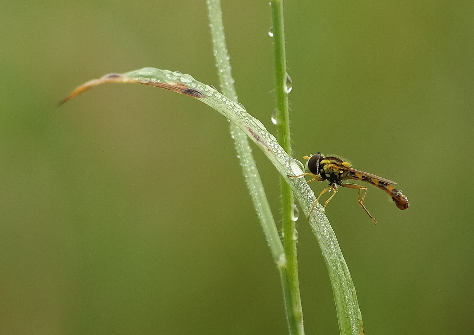 die gemeine Stiftschwebfliege