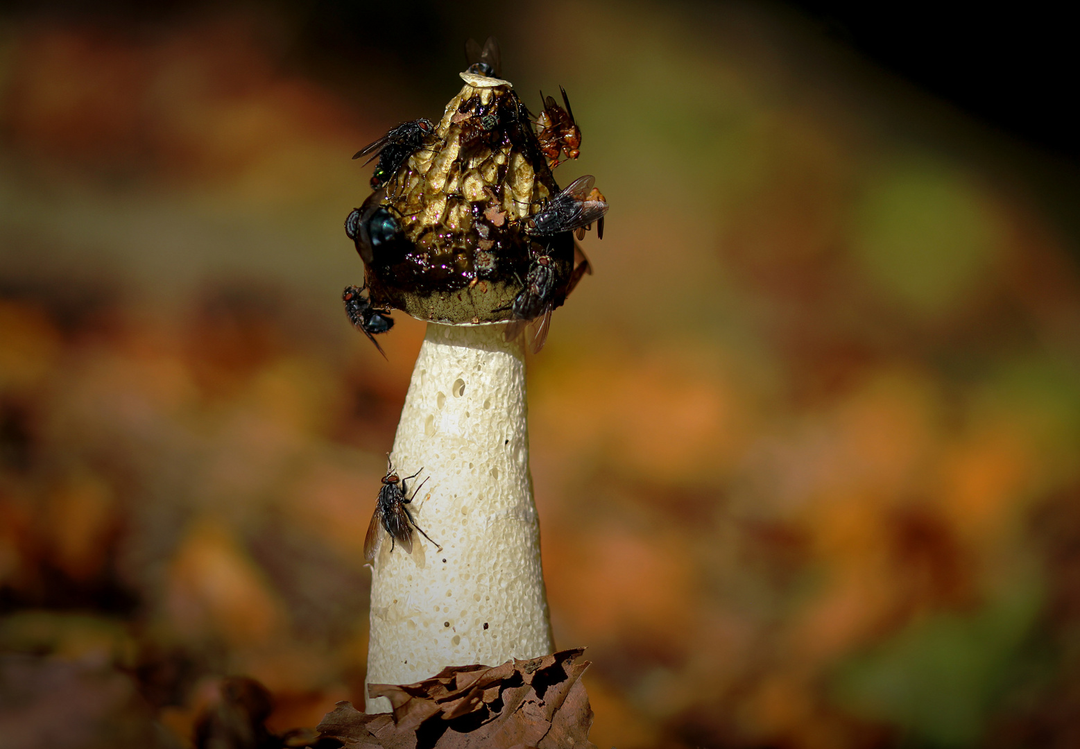 Die gemeine Stinkmorchel (Phallus impudicus)